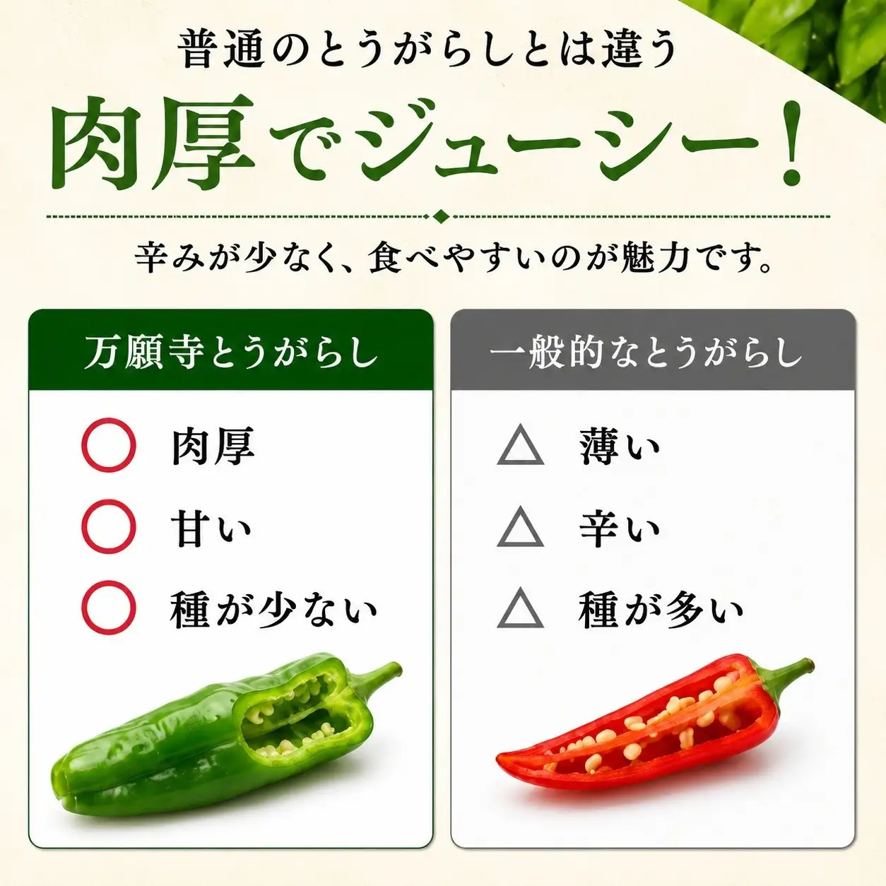 万願寺とうがらし（京野菜）1kg（目安30～40本）｜ 京野菜