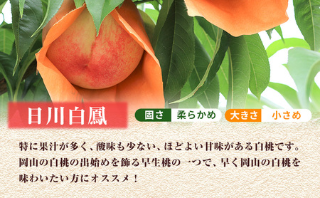 【 2027年 先行予約】 桃 岡山県産 どれも食べたい！岡山の桃 3種 満喫 プラン 3回 コースA ( 日川白鳳 ・ 白鳳 ・ 白皇 各1.5kg)《2027年6月上旬-8月中旬頃出荷》白桃 数量限定 期間限定 定期便