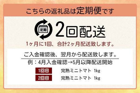 【2回定期便】【先行受付】2027年1月より順次発送予定|完熟ミニトマト 1kg｜ミニトマト トマト プチトマト 農家直送 ギフト 人気 佐賀県鹿島市 たにぐちファーム Ricotomato（リコトマト）～とりこになるトマト～ D-93