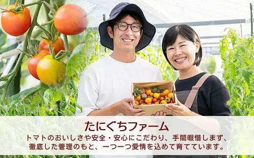 【6回定期便】【先行受付】2027年1月より順次発送予定|完熟ミニトマト 1kg｜ミニトマト トマト プチトマト 農家直送 ギフト 人気 佐賀県鹿島市 たにぐちファーム Ricotomato（リコトマト）～とりこになるトマト～ H-12