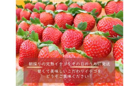 いちごジャム特製とちおとめ無添加 埼玉県産 いちごジャム【3本】