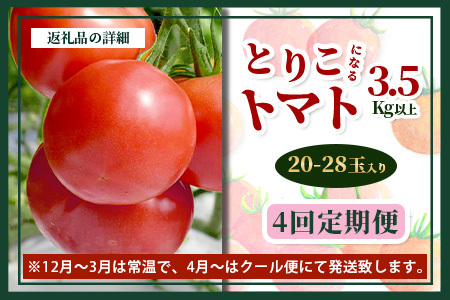 【4回定期便】【先行受付】2026年12月下旬より順次発送予定｜とりこになるトマト 3.5kg以上｜トマト 野菜 農家直送 ギフト 人気｜佐賀県鹿島市｜たにぐちファーム Ricotomato（リコトマト）～とりこになるトマト～ D-160