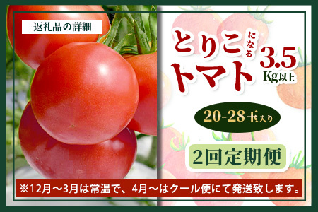 【2回定期便】【先行受付】2026年12月下旬より順次発送予定｜とりこになるトマト 3.5kg以上｜トマト 野菜 農家直送 ギフト 人気 佐賀県鹿島市 たにぐちファーム Ricotomato（リコトマト）～とりこになるトマト～ B-508