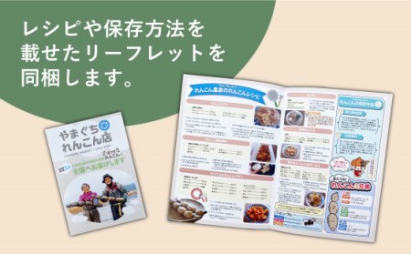 【先行予約　2026年9月～発送】白石れんこん 約3kg / れんこん [ICT001]