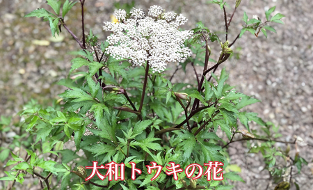 粉末 当帰 玄米茶／Total Beauty 春 からだよろこ美 健康 特選 認定 食味値 大和当帰葉 玄米 奈良県 宇陀市 ノンカフェイン 無添加 ホット アイス