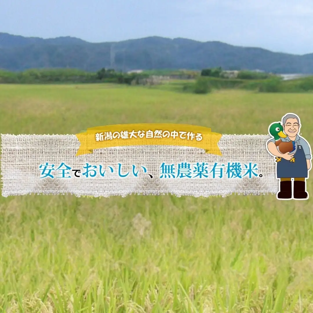 先行予約 特別栽培米 ミルキークイーン 5分搗き 10kg 新潟県産 令和8年 [佐藤農産有機センター]【018S020】