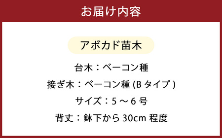 【数量限定】アボカド 苗木 Bタイプ (台木/接ぎ木：ベーコン種) 1本 5号～6号 鉢下から約30cm 観葉植物 水俣産 熊本県産 グリーン 観葉 植物 アボカド ギフト 贈り物 御歳暮 お歳暮 特産品 熊本特産品 水俣特産品 【2025年5月下旬より順次発送開始】