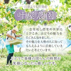 山梨県産枝付き干しぶどう3パック（巨峰2P+シャインマスカット1P）3パック 山梨県産 干しぶどう 枝付き 皮付 干しぶどう 巨峰 葡萄 シャインマスカット アントシアニン 老化予防 目の疲労回復 ポリフェノール 送料無料 山梨県 上野原市