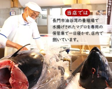 (1095)マグロ 本マグロ まぐろ 鮪 山口県 長門市 油谷産 希少 養殖 赤身  ３００g 脂乗り抜群 とろける 冷凍 柵 ギフト 贈答 