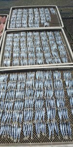 【5回定期便】岡本水産加工のちりめんじゃこ2種と干物2種セット　【J00029】