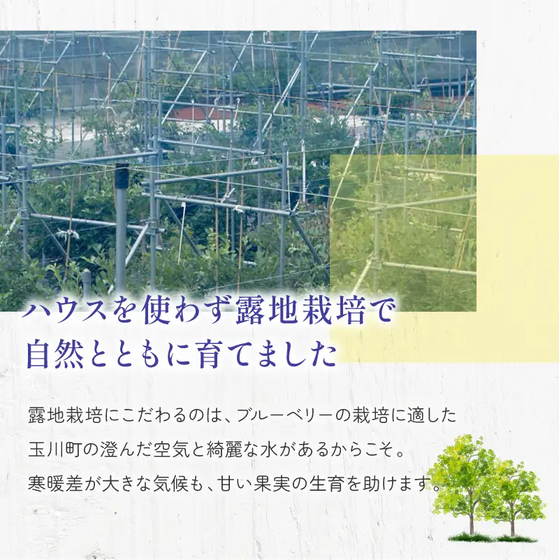 森のともだち農園　冷凍ブルーベリー（スタンディングパック）１５０ｇ×３パック