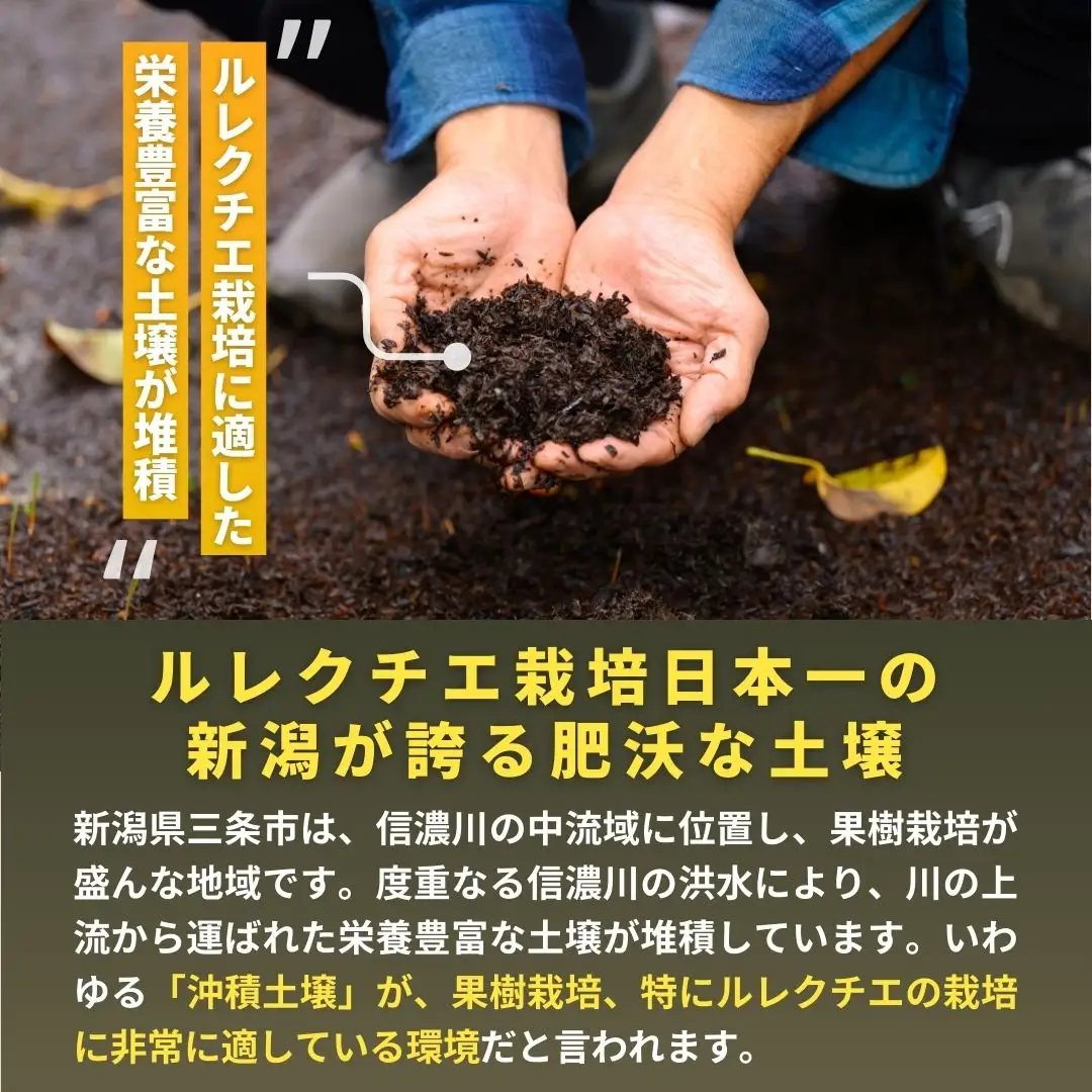 先行予約 ル レクチェ 2kg (4~7玉) 令和8年度 贈答用 洋梨 化粧箱 [渡辺果樹園]
