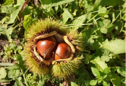 【数量限定】さぬき山都の低温熟成完熟栗(生栗)4Lサイズ 約2kg