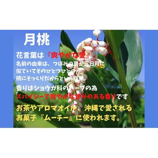 IB-6 石垣島ビール工房 手作りソーセージ3種30本セット〈月桃〉〈モリンガ〉〈もずく〉