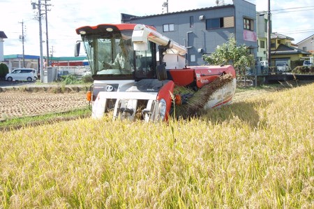 【令和7年度産】ハツシモ 30kg 玄米｜玄米
