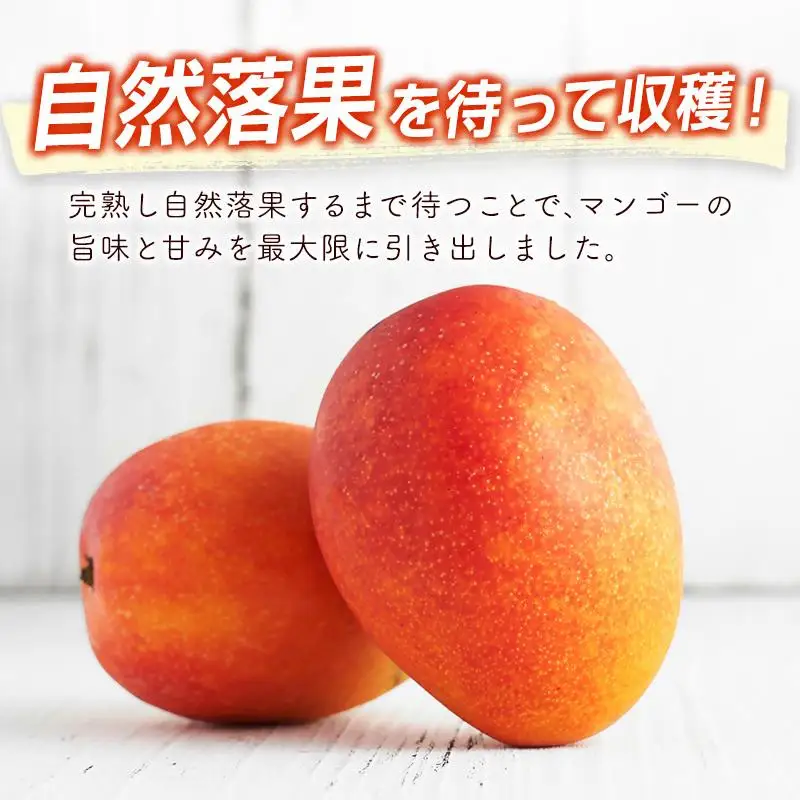 【先行予約】2027年発送　最高級ブランド『太陽のタマゴ』3Lサイズ2個or2Lサイズ3個【糖度15度以上】宮崎県西都市産完熟マンゴー＜18-10a＞