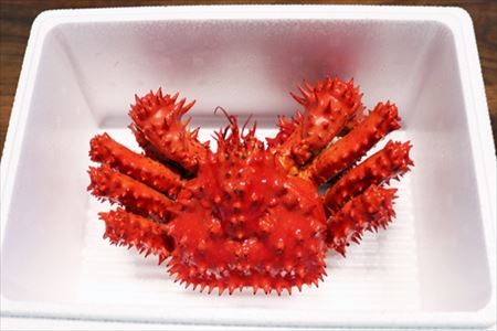 【北海道根室産】花咲がに1.4～1.5kg×1尾 F-32004