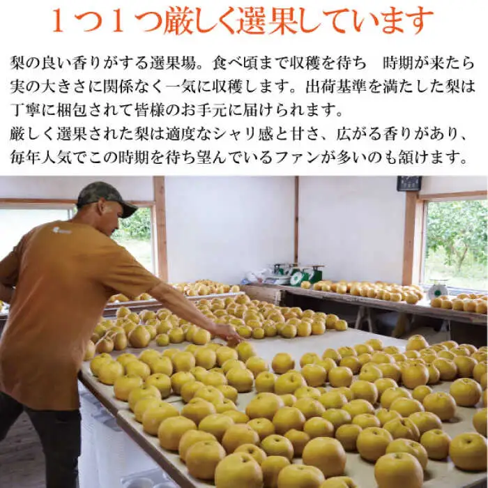 【2026年9月中旬?発送】【シャリッとおいしい！】新高梨 約3.4kg / 梨 なし  南島原市 / ふるさと企画 [SBA030]