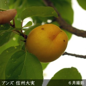＜すだ農園＞2年生 苗木 アンズ(杏) 信州大実