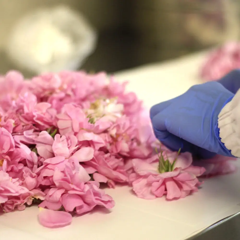 秋田発！香る薔薇物語セット ローズメイ