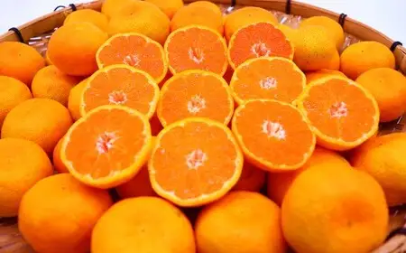 【定期便5回コース】時津の果物定期便 みかんとぶどうの町から贈る 特産品の定期便 シャインマスカット 巨峰 みかん 不知火 びわ 【2025年12月上旬より順次発送予定】