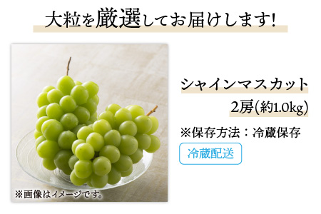 【先行予約】減農薬にこだわった新鮮で安心な川合農園大人気のシャインマスカット2房 約1.0kg【2026年9月上旬以降順次発送予定】【マスカット ブドウ ぶどう 葡萄 果物 くだもの フルーツ 果実 旬 新鮮 国産】 [A-7507]
