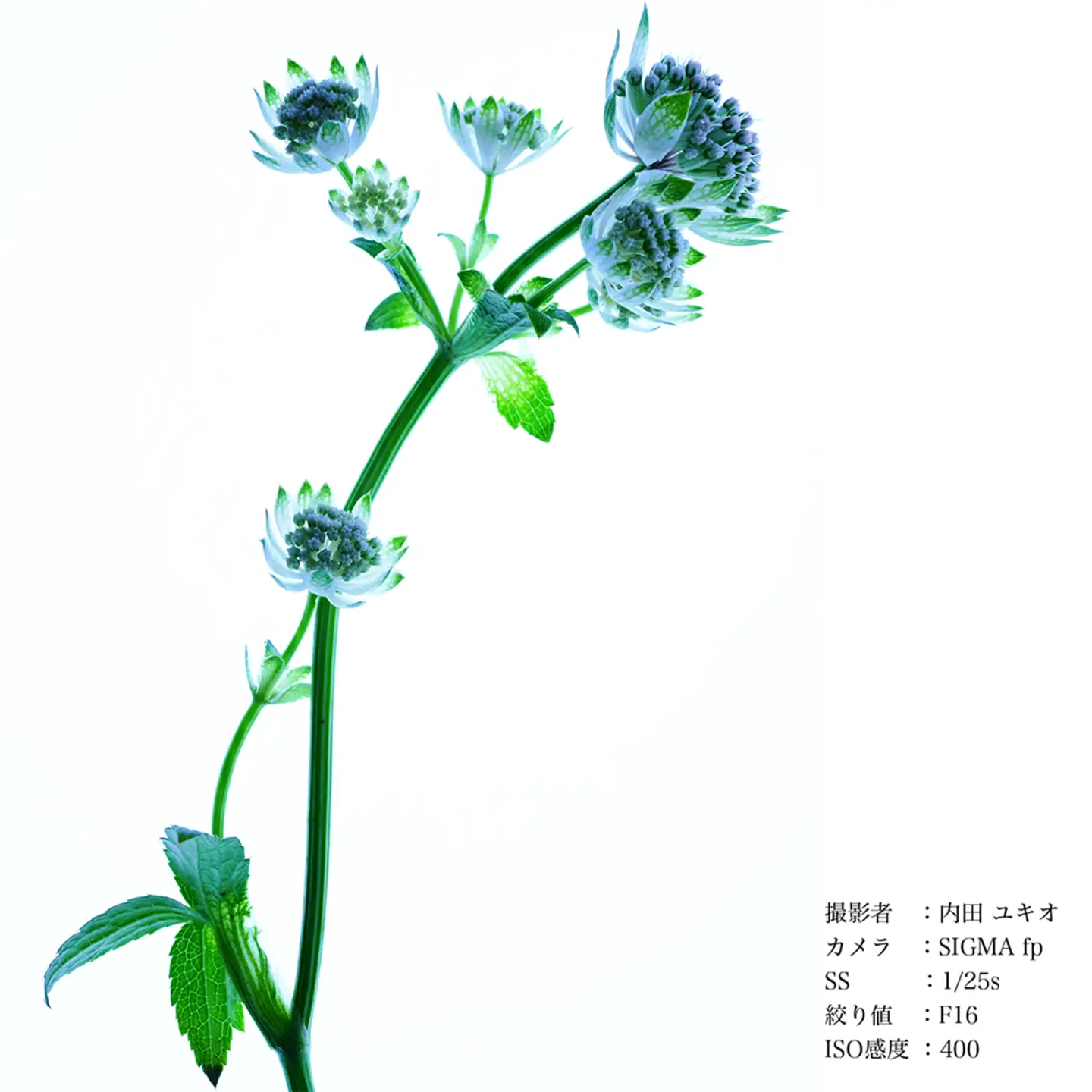 SIGMA 105mm F2.8 DG DN MACRO｜Art【Lマウント】カメラ　レンズ　家電