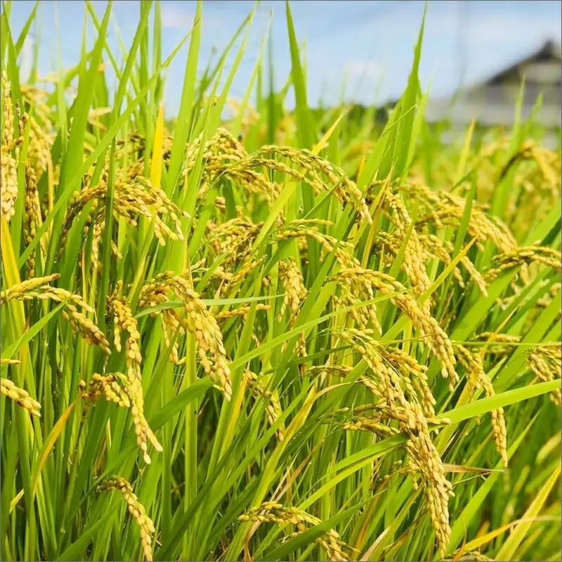 農業姉妹がこだわって栽培！ 白米5kgと旬の野菜詰め合わせ8種 1年定期便【024A-029】