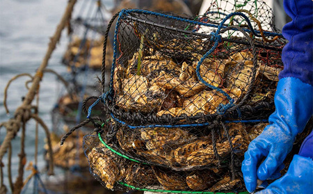 先行予約 北海道 オホーツク サロマ湖産 殻付き カキ 生食可 1.5kg 牡蠣職人厳選 牡蠣 国産 貝付き 魚貝類 生牡蠣 ノロウイルス検査実施 海のミルク 海鮮 海の幸 つまみ 晩酌 お酒のあて 