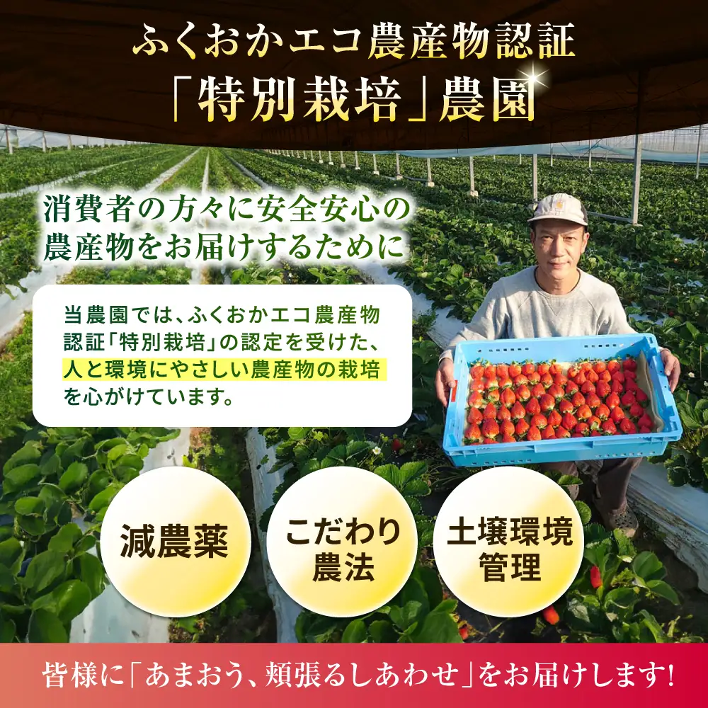 【農家直送！】【先行受付】糸島産 春 あまおう 280g × 2パック  (DXまたはGサイズ)  【2027年2月上旬以降順次発送】糸島市 / 後藤農園 [AML004] いちご 福岡