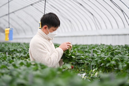 奈良県産高級ブランド　古都華 約270g×2パック ※2027年1月～発送