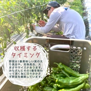 【6回定期便】野菜詰め合わせ めぐる農園 野菜