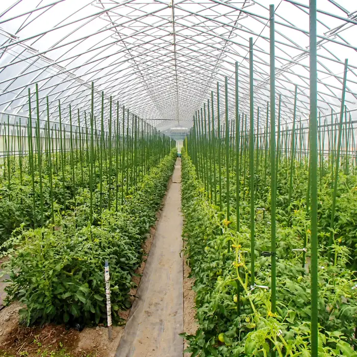 【3ヵ月定期便】高原の町「飯南町」旬のお野菜セット【 新鮮野菜 高原野菜 旬 特産品 お取り寄せ 少量多品種 少量多品目 3回 定期便 コース おまかせ】C-121