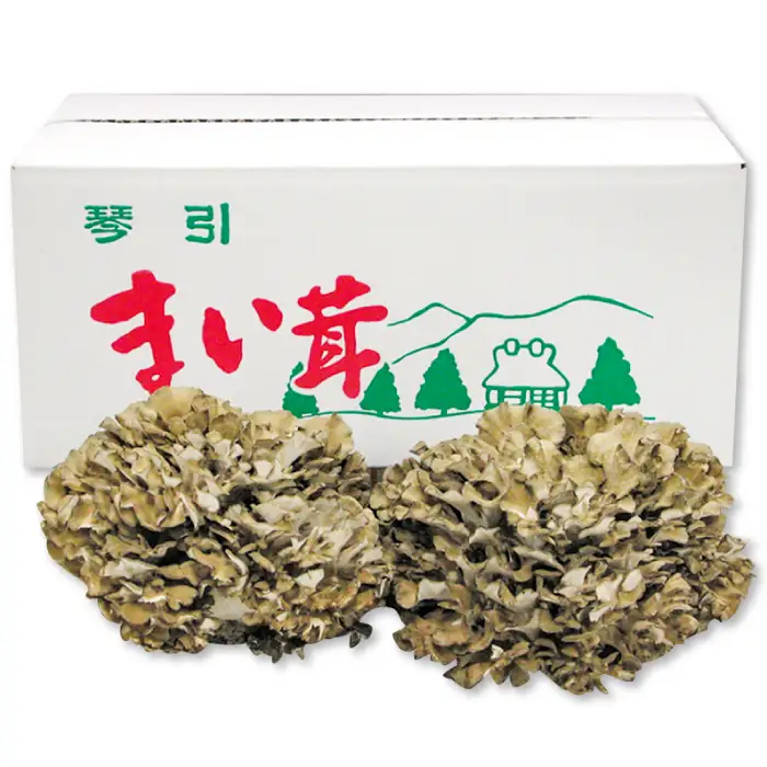 島根県飯南町産 生舞茸セット 約400ｇ×２株【きのこ キノコ 贈答用 ギフト まいたけ Ａ-93】