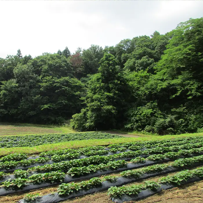 うやま農園のやきいも 2kg【焼き芋 個包装 やきいも サツマイモ スイーツ さつまいも 紅はるか 農薬不使用 農家直送】