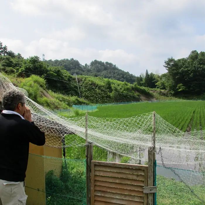 【令和7年度産】コシヒカリ（精米）カモしゃん米　5kg 【アイガモ あいがも 合鴨 かも カモ コシヒカリ お米 農家直送 無農薬 化学肥料不使用 精米 安心 安全 令和7年度産 島根県飯南町】