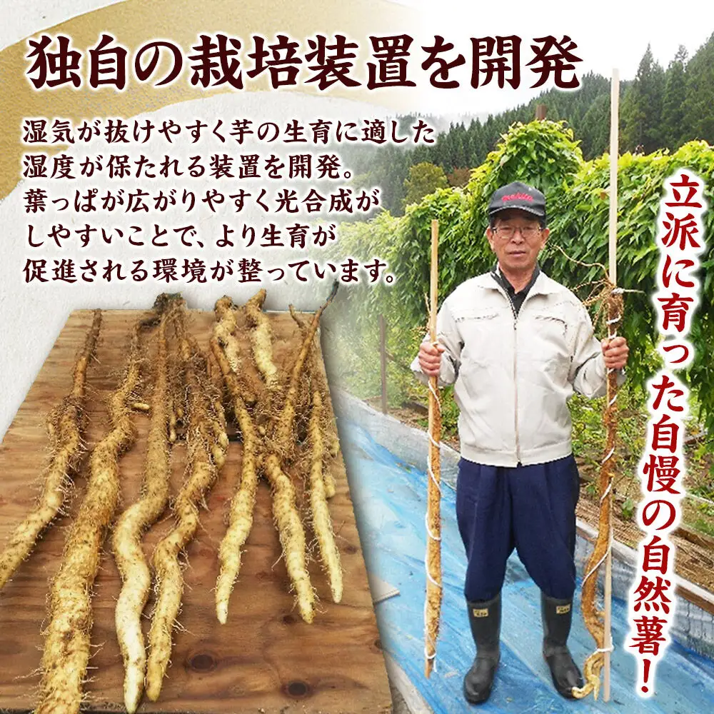 自然薯 約1kg（1～2本） 秋田県三種町産