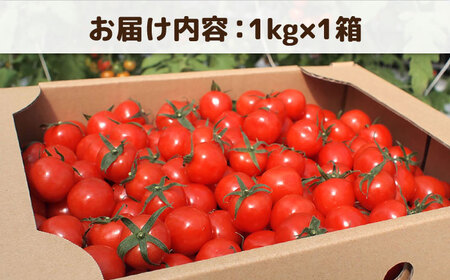 ミニトマト （ プチぷよ ）1kg×1箱  糸島市 / かわぞえ農園 ぷちぷよ トマト [AAM001]