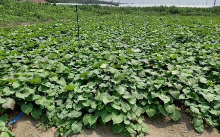 157-2　青野さんちの芋切り干し　紅はるか平干しと丸干し