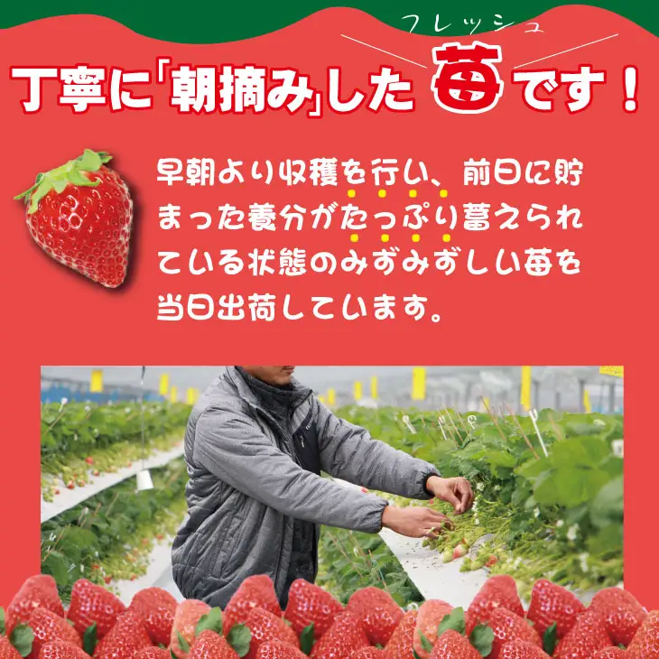 【先行予約】令和9年2月上旬頃出荷開始 訳あり苺（1.800g）ふるかわ農園 大量 段ボール入り イチゴ いちごさん 苺 訳あり B130-056