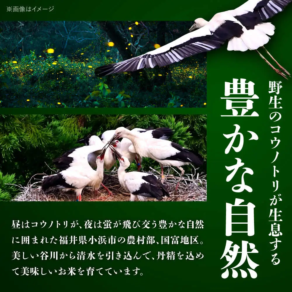 【令和7年度産】福井県産 こしひかり 白米 10kg / 米 白米 精米 小浜市 / お米のきたろう [BFBW001] 