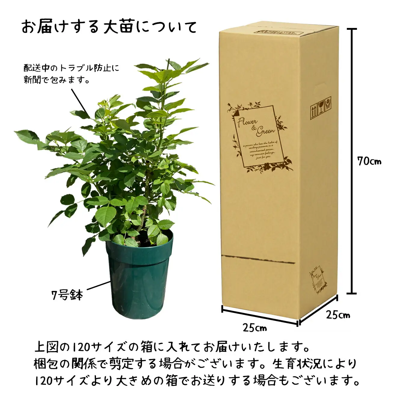 花巻温泉バラ園 オリジナル品種「ハートローズ95」大苗 ＜2026年3月より随時発送＞【2049】