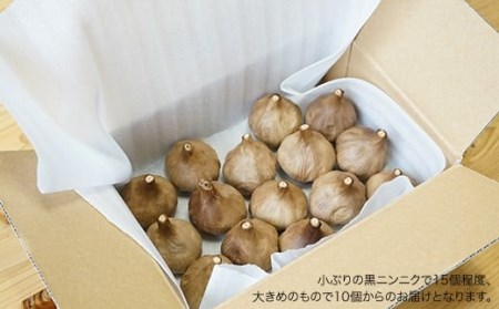 【先行予約！6月下旬より順次発送】まるでプルーン♪自家製 黒ニンニク 自然栽培 【浅田峠自然塾】 [EA13]