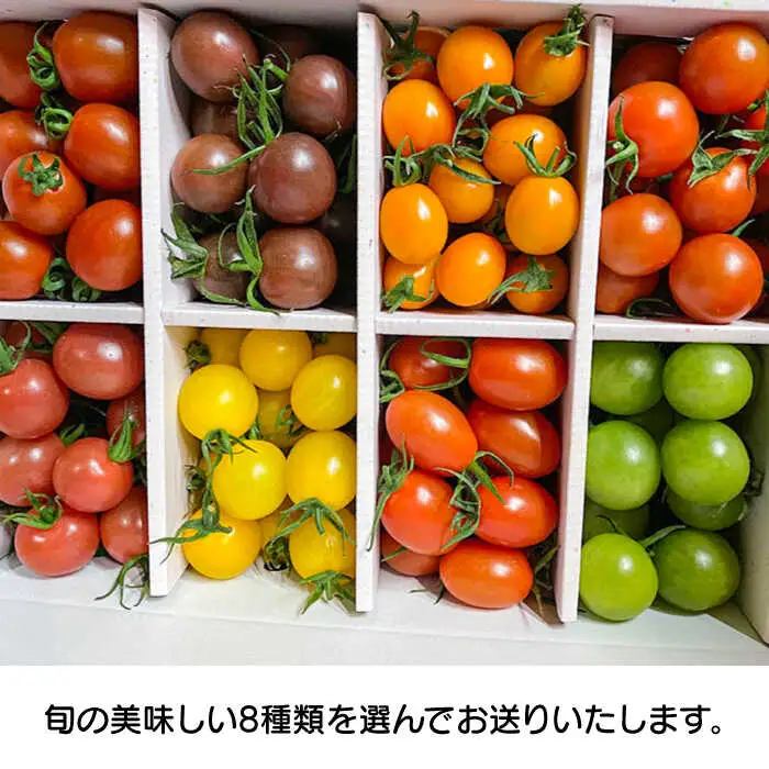 【2027年1月中旬-発送】カラフル ミニトマト 彩８（いろは） 約8種類 合計約1.8kg / トマト 夏野菜 野菜 旬 食べ比べ / 産地直送 安心 安全 彩り / 南島原市 / 植木農園 [SBL001]