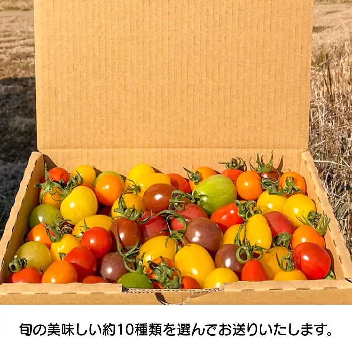 【2027年1月中旬-発送】ミニトマト 彩８ニ（イロハニ）約10種類 合計約1.4kg / トマト 夏野菜 野菜 旬 食べ比べ / 産地直送 安心 安全 彩り / 南島原市 / 植木農園 [SBL002] 