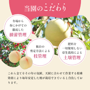 桃 先行予約 清水白桃 をお届け 約1.5kg 5～7玉 糖度12度以上 もも モモ 桃
