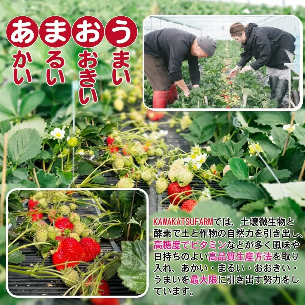 あまおう M～L 約1.04kg 約260g×4パック ※配送不可：北海道・東北・沖縄・離島 果物 苺 フルーツ デザート 旬 大粒 M～L以上 旬のあまおう 福岡の特産品 