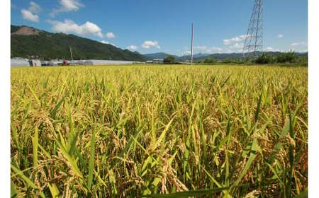《令和8年産》モチ米 10kg こめ コメ おこめ 精米 お米 ごはん おコメ 餅 AS004