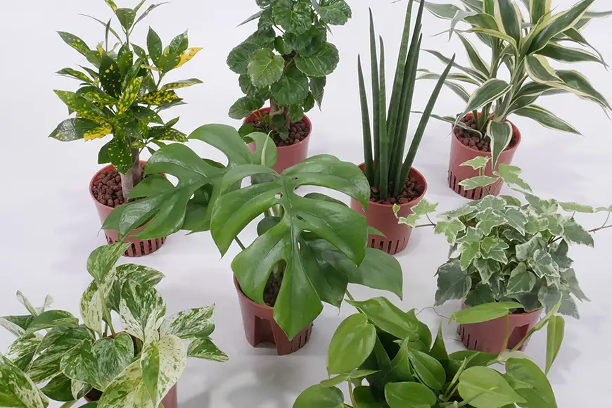 観葉植物 ハイミニビビスモーキー 3個 セット A