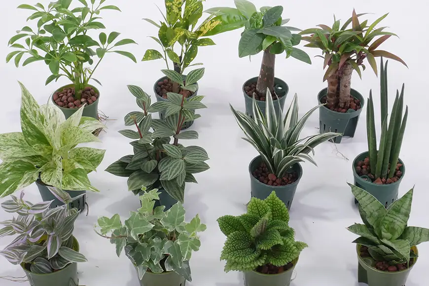 観葉植物 キュートビビスモーキー 3個 セット A